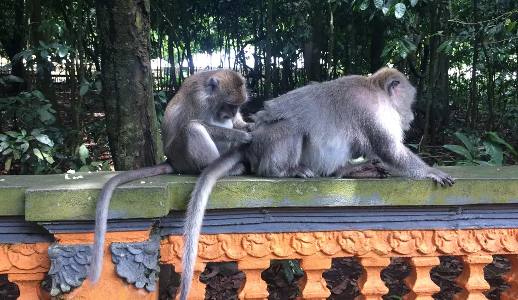 Berbagai macam hewan di Kebun Binatang Kedaton