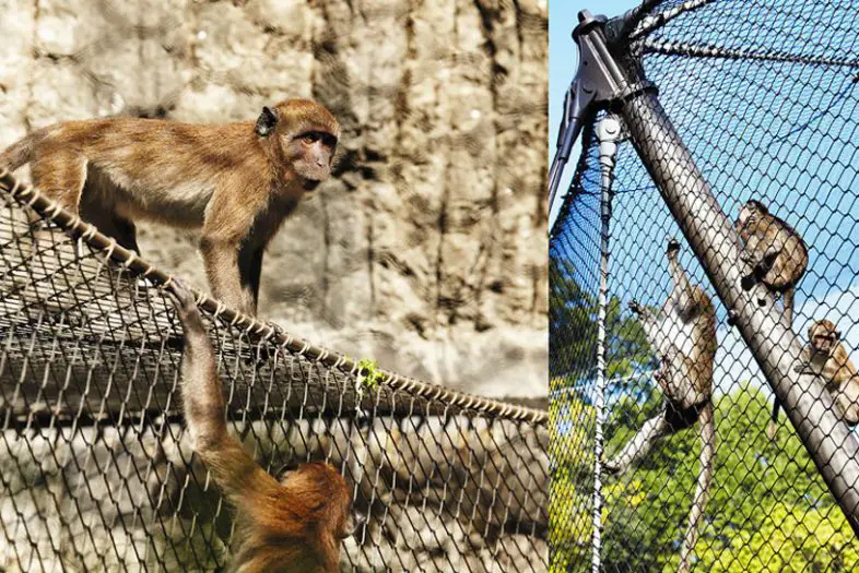 Berbagai macam hewan di kandang Maru Animal Park