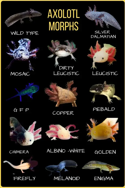 Berbagai jenis salamander axolotl yang cantik dan sehat