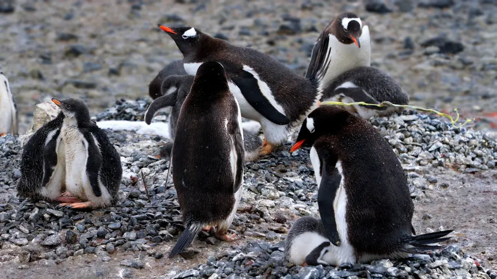 Ilustrasi koloni penguin dengan latar belakang salju