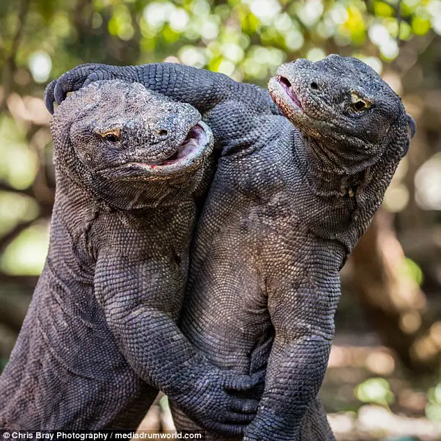 Komodo di habitat aslinya