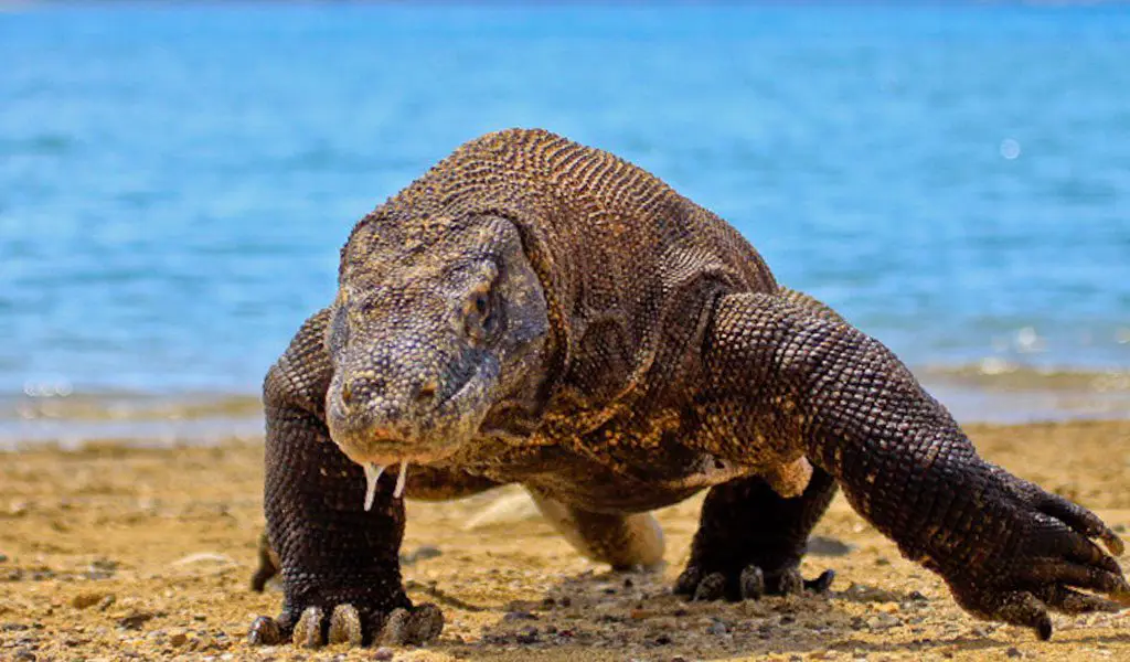 Gambar komodo