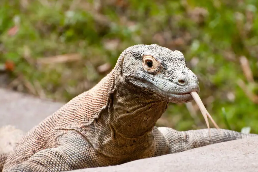 Naga Komodo di habitat aslinya