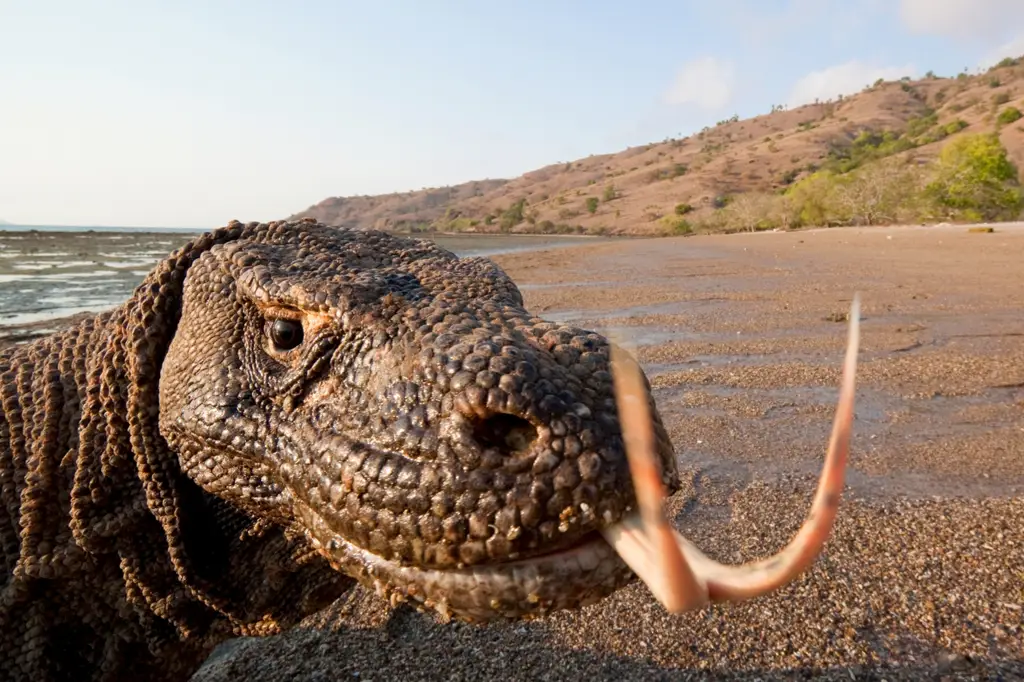 Komodo di habitat aslinya