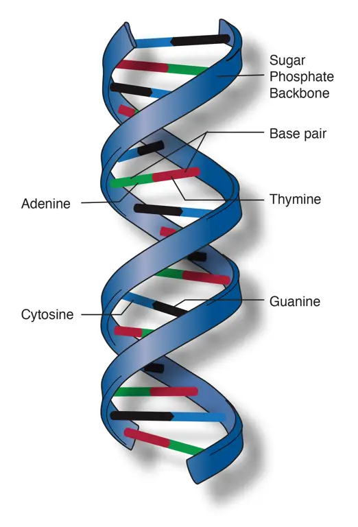 Struktur heliks DNA