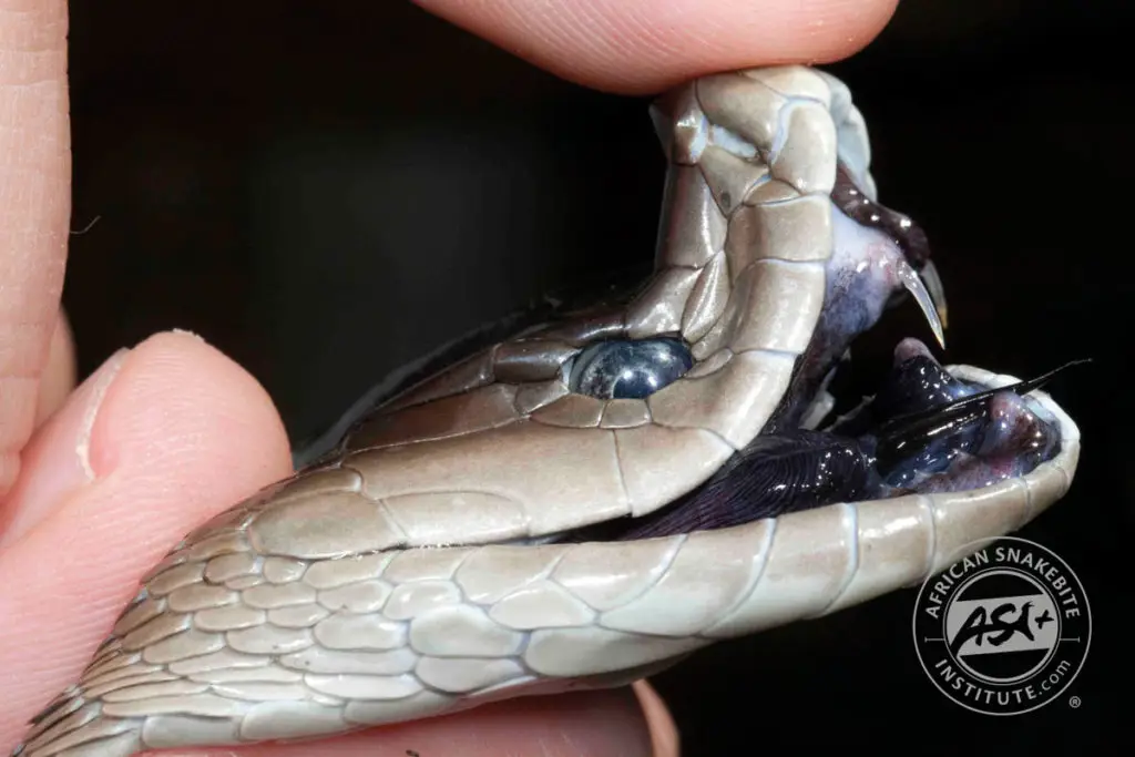 Ilustrasi komponen racun ular black mamba