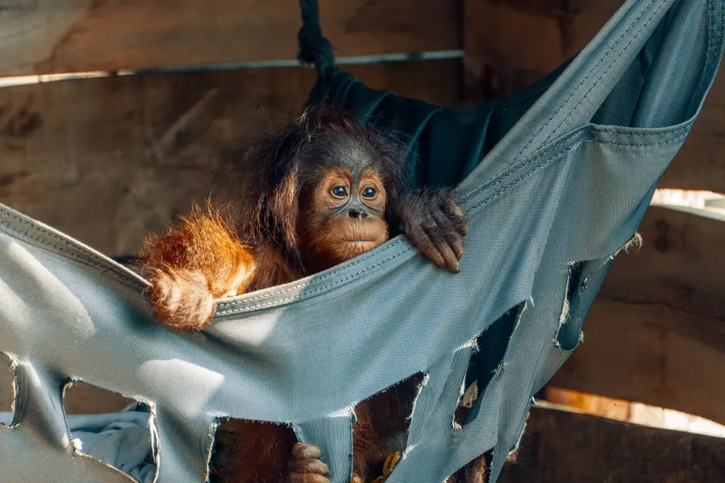 Sebuah foto yang menunjukkan komunitas Agira Animal Kaiser sedang bermain bersama.