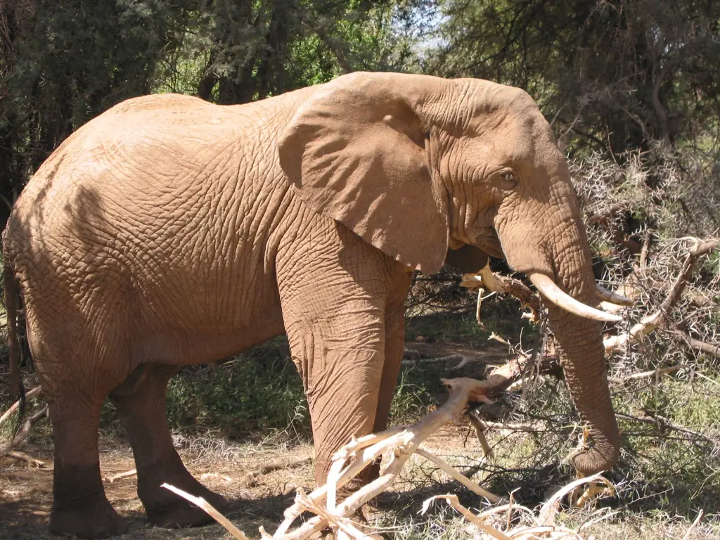 Upaya konservasi gajah di Afrika untuk melindungi habitat dan mencegah perburuan liar.