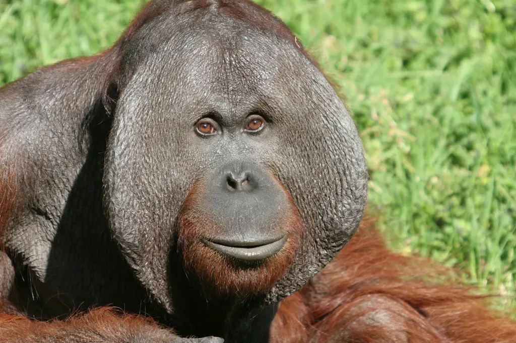 Gambar orangutan yang sedang makan buah