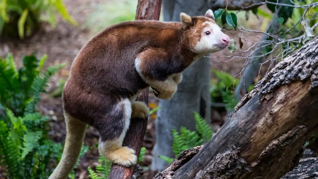 Upaya konservasi kanguru di Australia