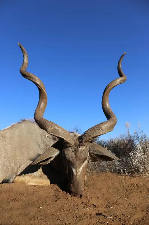 Upaya konservasi untuk melindungi kudu di habitat aslinya.