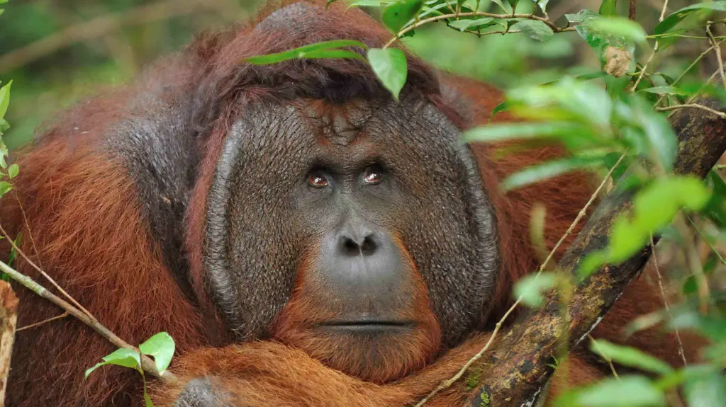 Orangutan di hutan hujan