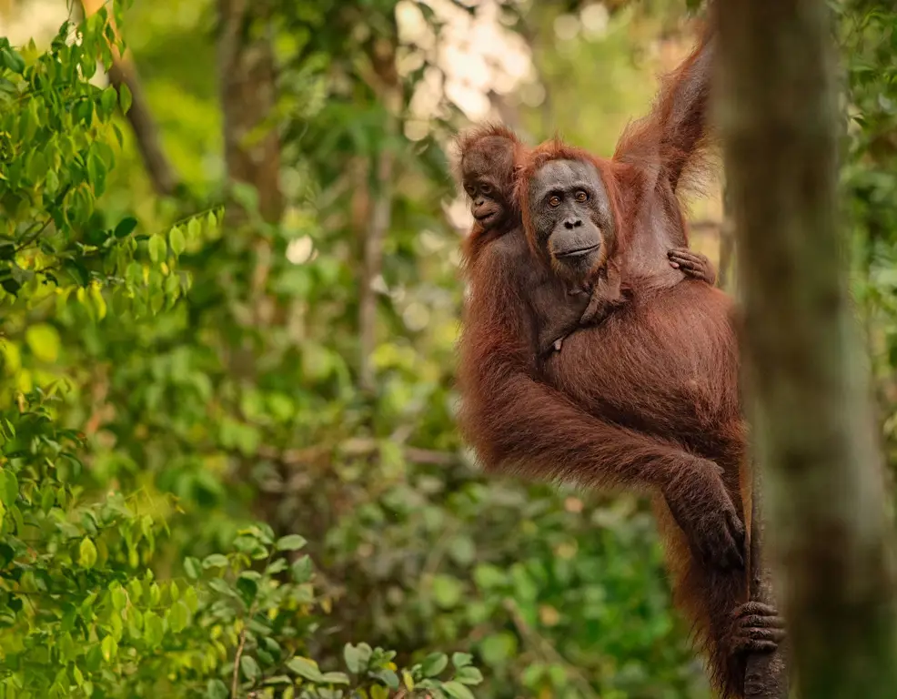 Konservasi Orangutan