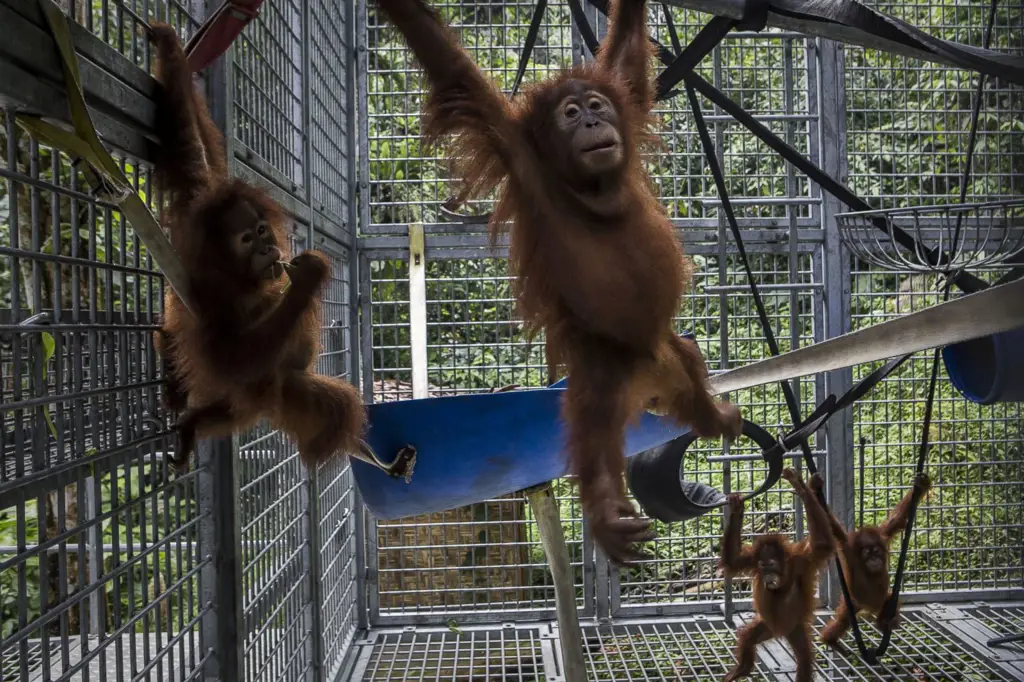 Upaya konservasi orangutan