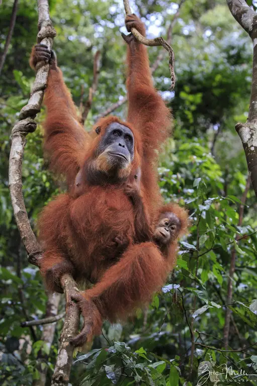 Gambar orangutan dan upaya konservasinya