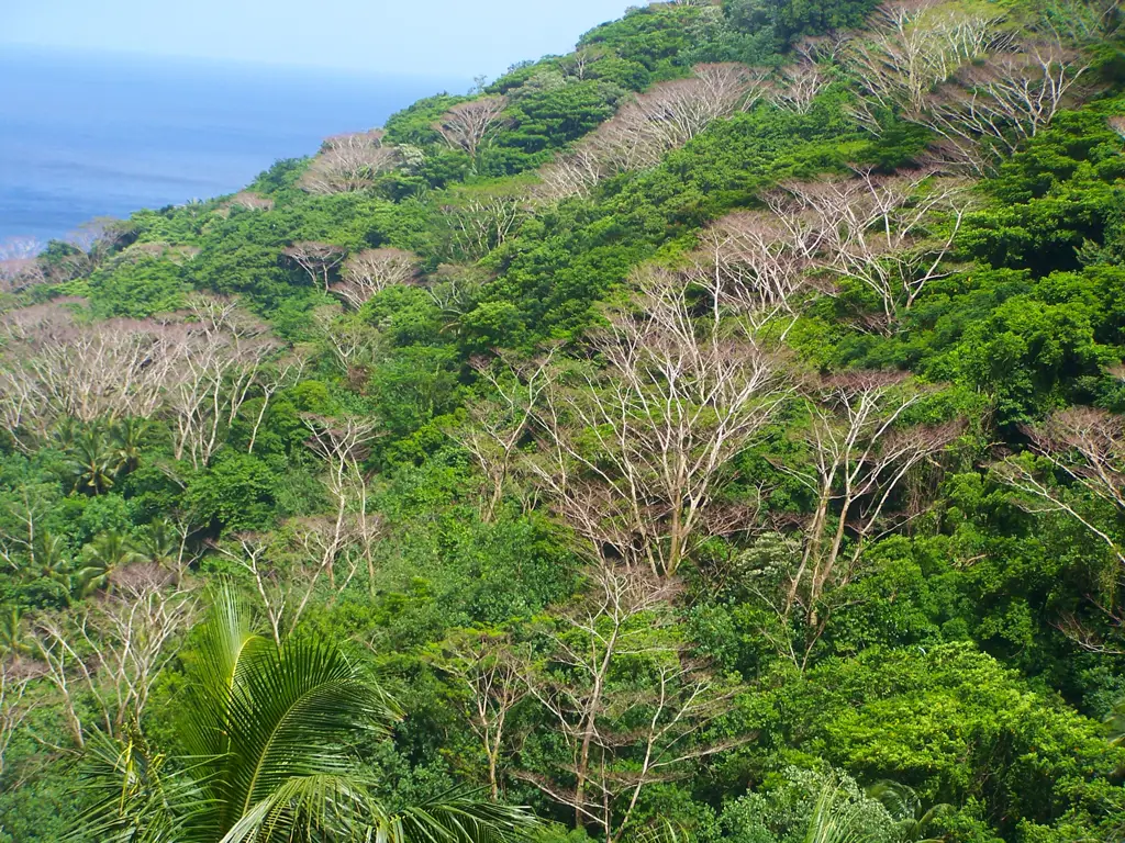 Upaya konservasi di Taman Nasional Amerika Samoa