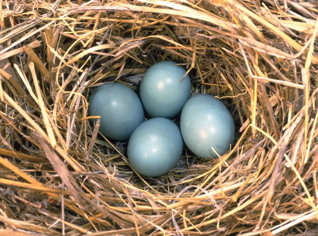 Burung membangun sarang