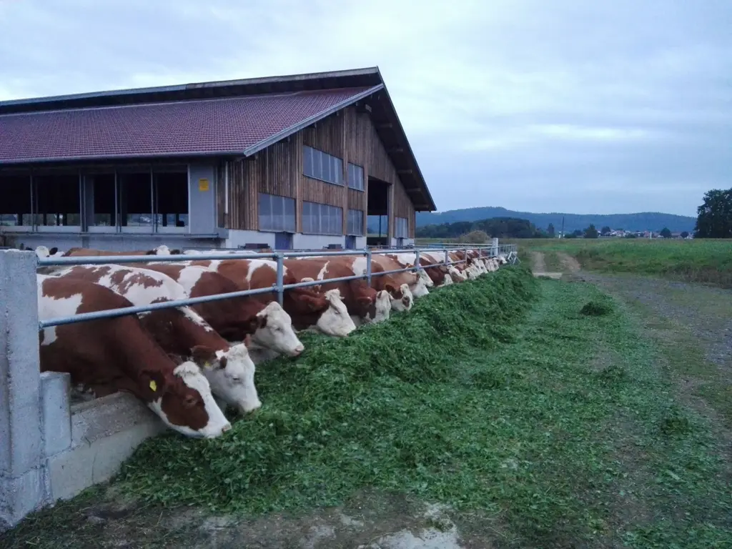 Sapi-sapi bahagia di peternakan Cedea Farm