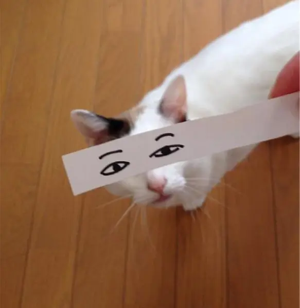 Kucing Anime Neko Lucu Gambar kucing anime neko yang lucu