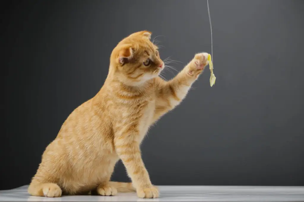 Kucing sedang bermain dengan mainan