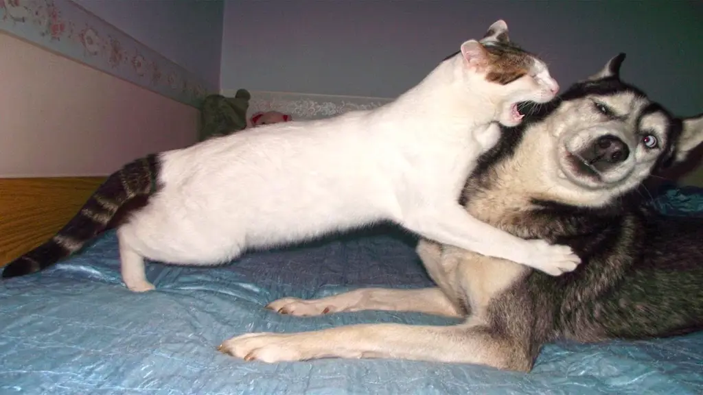 Kucing dan anjing bermain bersama di penampungan hewan