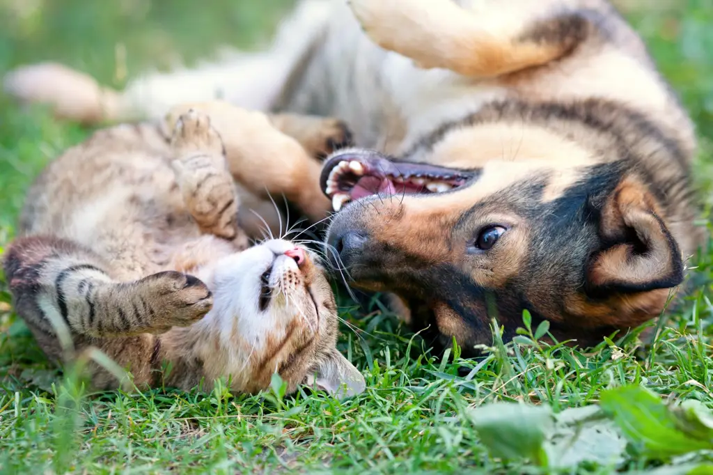 Gambar kucing dan anjing yang bahagia di klinik hewan