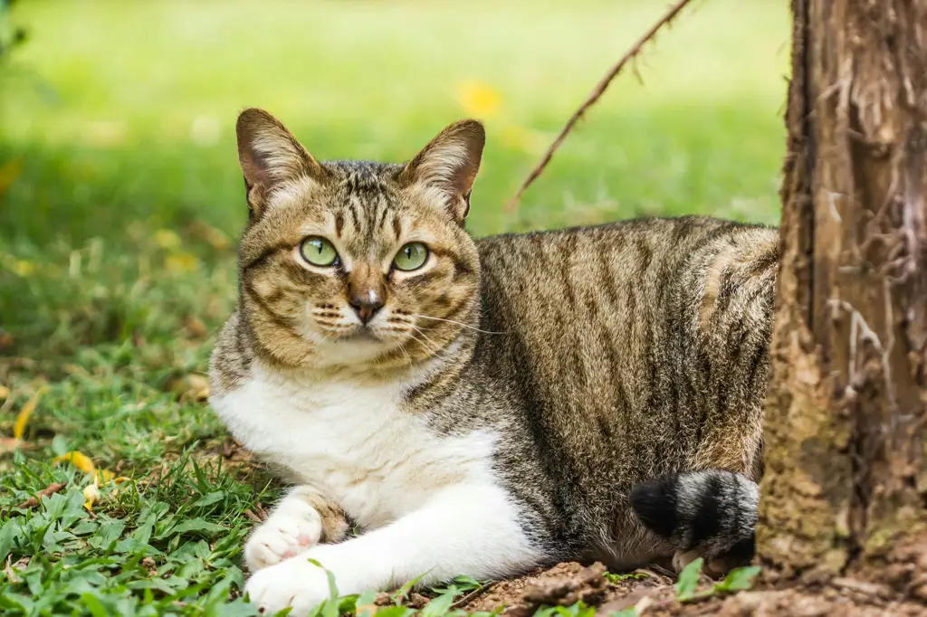 Kucing mengunyah kabel listrik