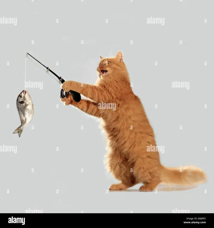 Gambar kucing lucu sedang bermain dengan ikan