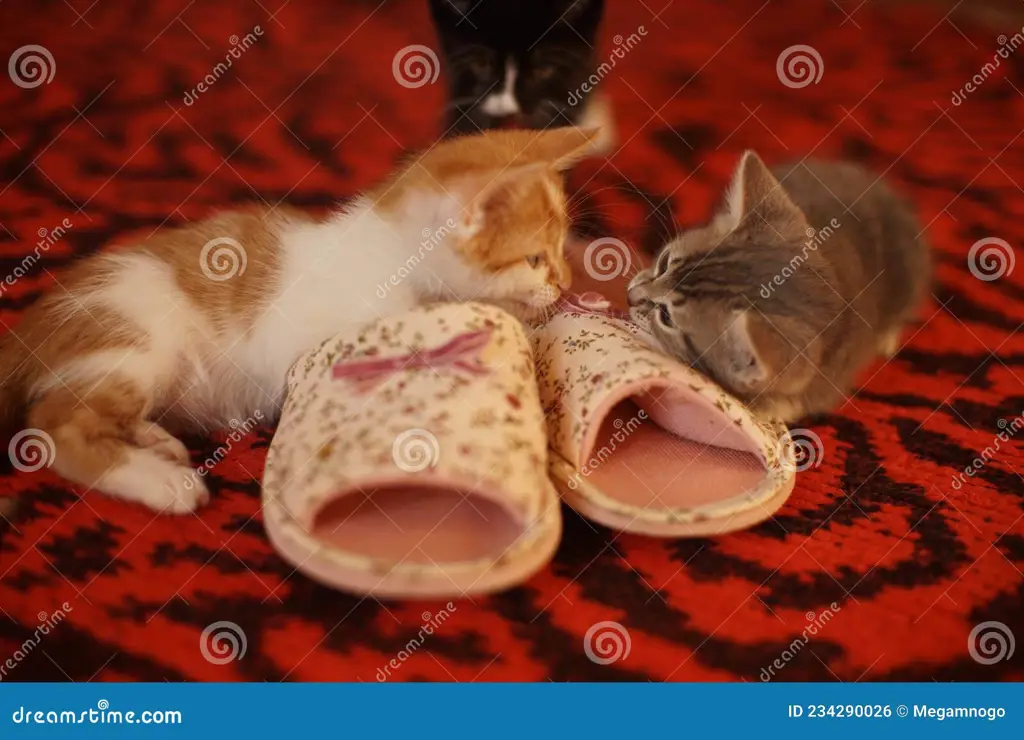 Gambar kucing bermain dengan sandal