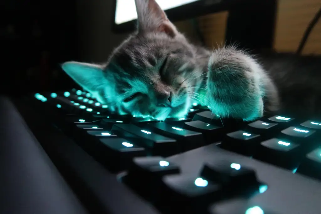 Kucing duduk di atas keyboard