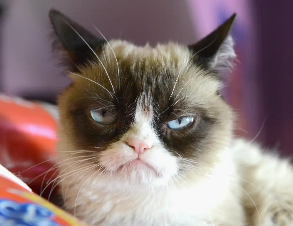 Meme kucing Grumpy Cat