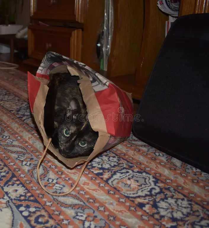 Kucing lucu di dalam tas