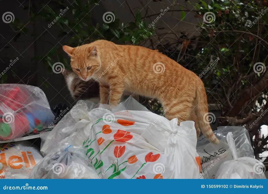 Seekor kucing bermain dengan sampah yang berserakan.