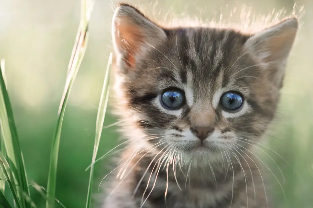 Kucing lucu peliharaan Rani Ramadhany