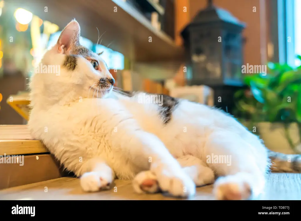 Kucing-kucing lucu di sebuah kafe