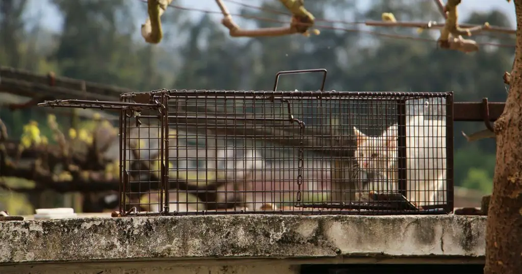 Seekor kucing liar yang tampak kurus dan kotor.