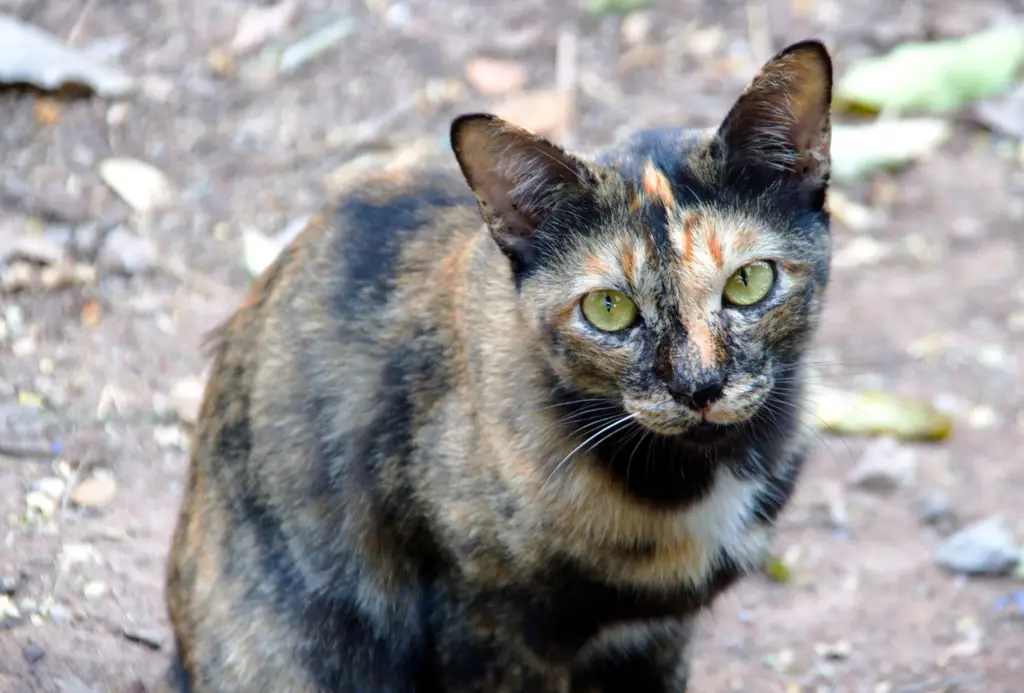 Kucing liar mencari makan