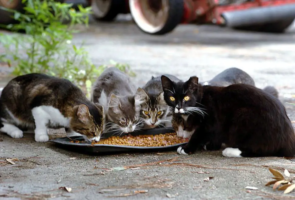 Seekor kucing liar sedang mencari makan.