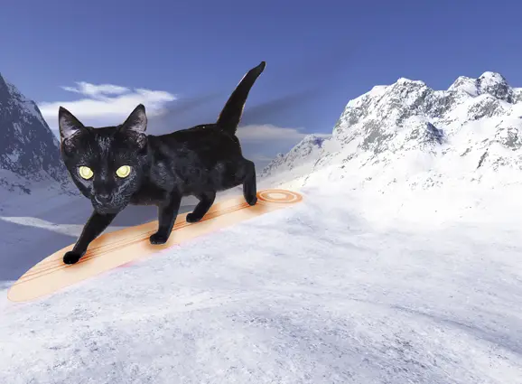 Kucing lucu sedang bermain snowboard