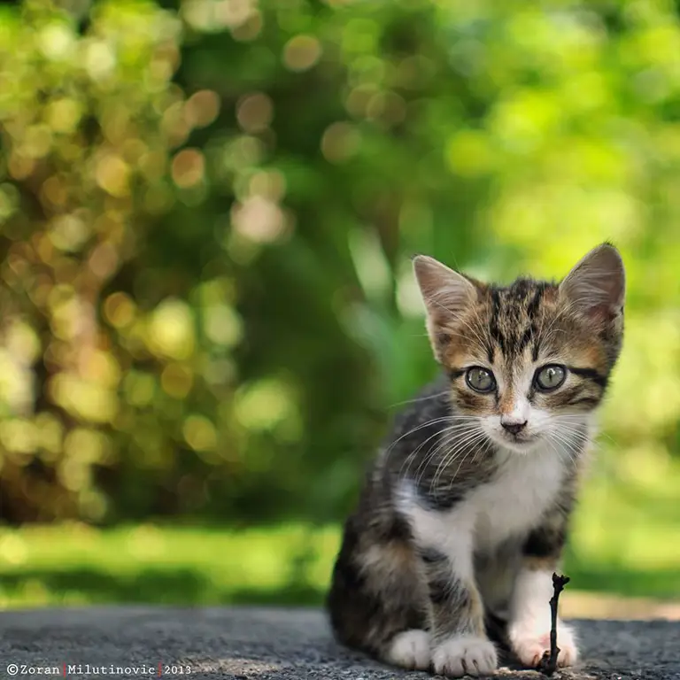 Foto kucing lucu dengan efek bokeh