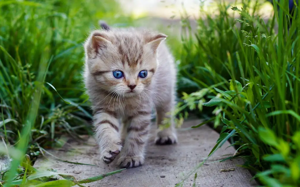 Kucing yang lucu dan menggemaskan