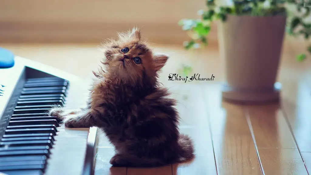 Kucing menggemaskan menikmati permainan Kucing lucu sedang bermain