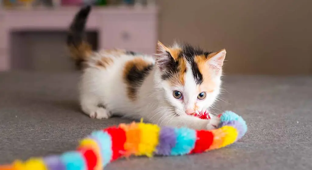 Kucing sedang bermain dengan mainan