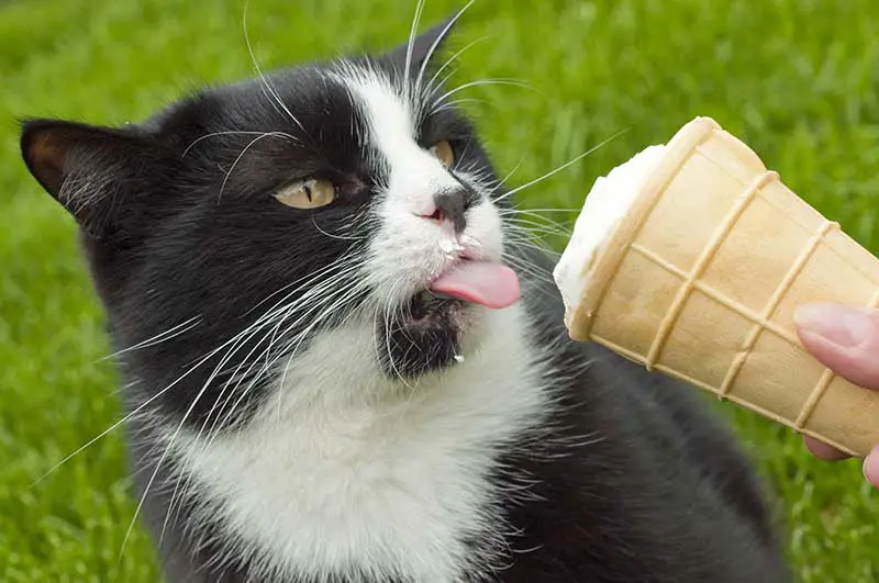 Kucing menikmati es krim