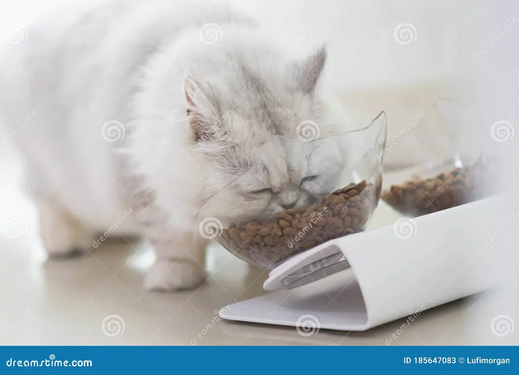 Kucing makan dari mangkuk pakan