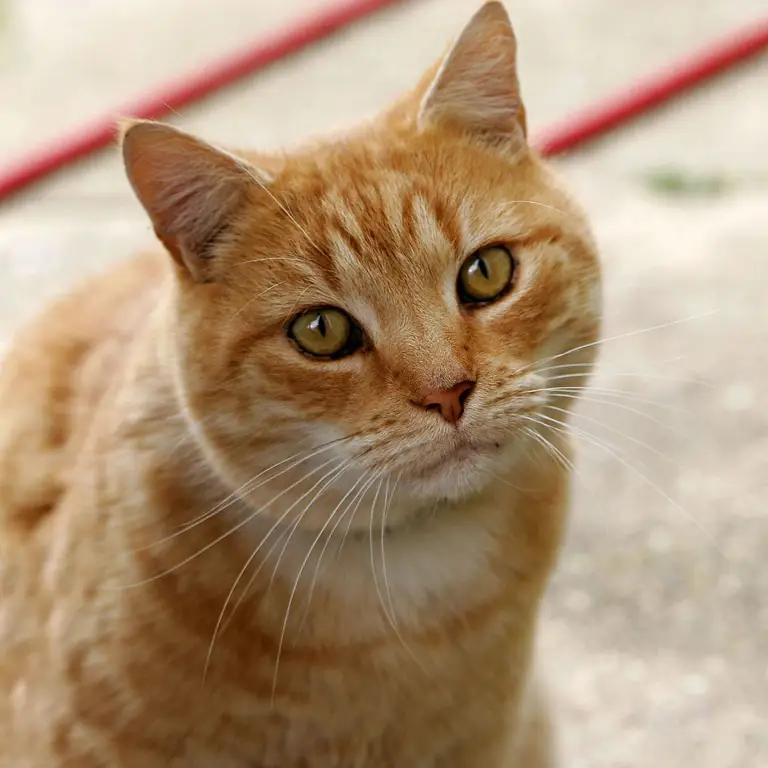 Kucing domestik yang jinak