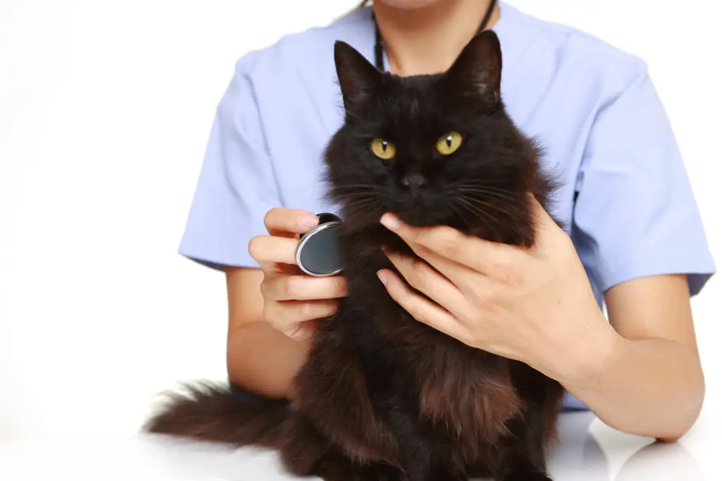 Kucing sedang diperiksa di klinik hewan