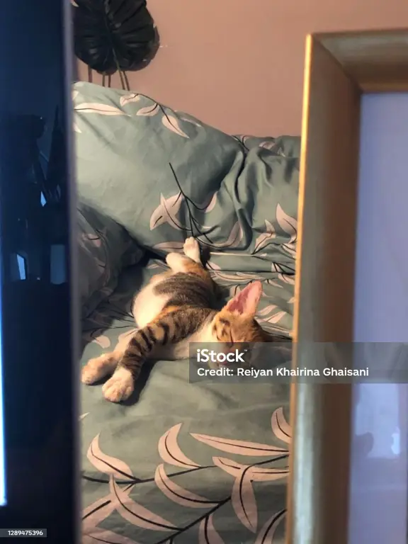 Kucing tidur dengan tenang