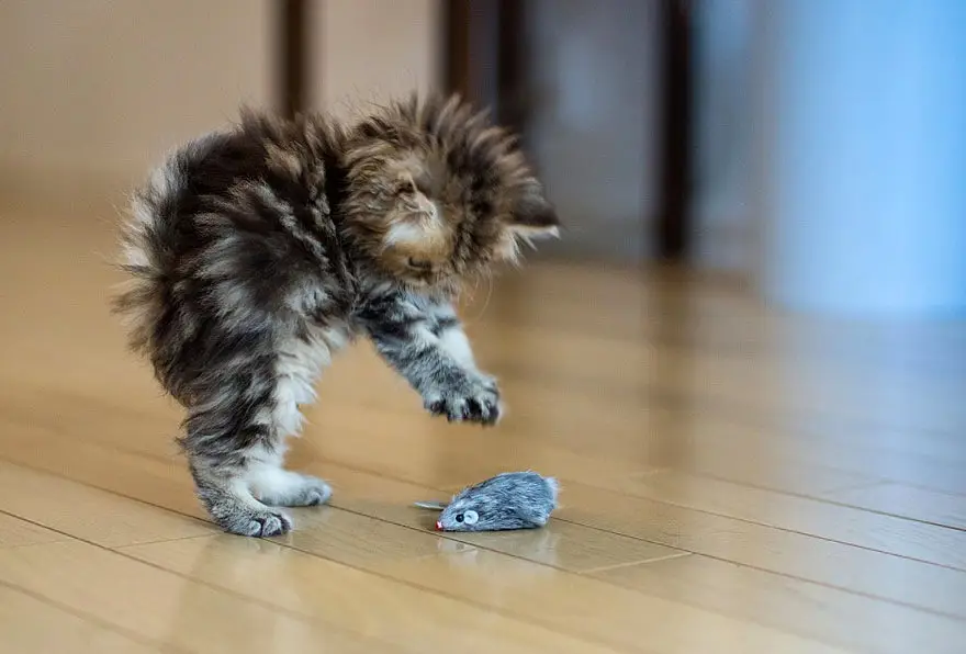 Kucing bahagia bermain dengan mainan kesayangannya