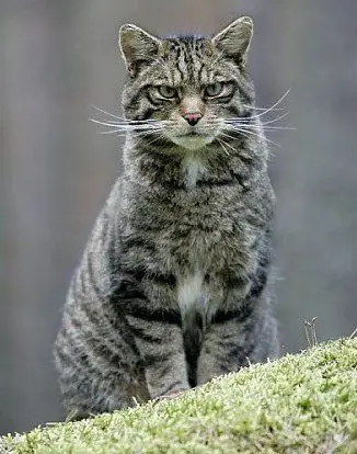 Kucing di penampungan hewan Skotlandia